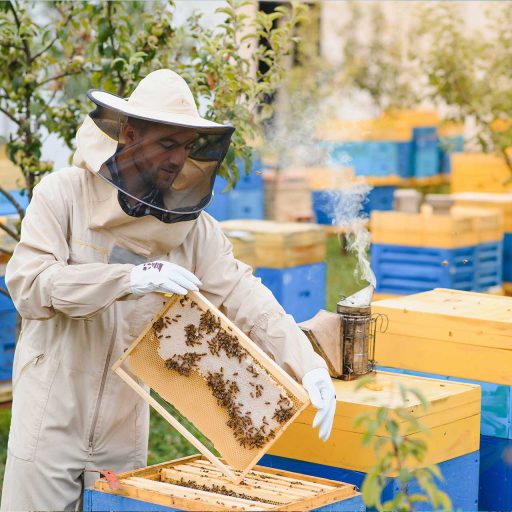 beekeeper-is-working-with-bees-and-beehives-on-the-4UEGG9S-1.jpg