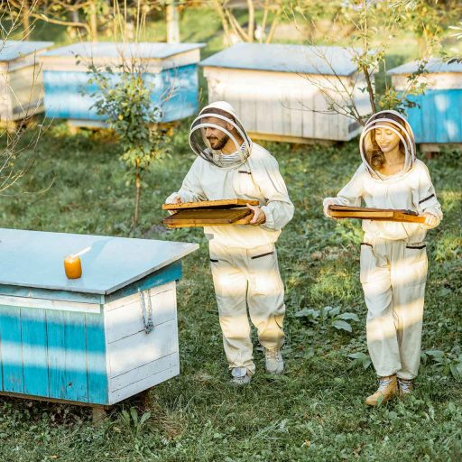 beekeepers-on-the-apiary-R5RQAEX.jpg